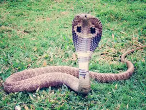 Kobras