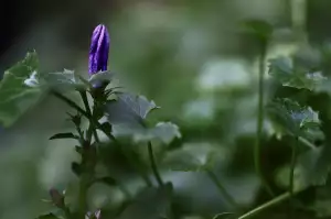 Zvonace