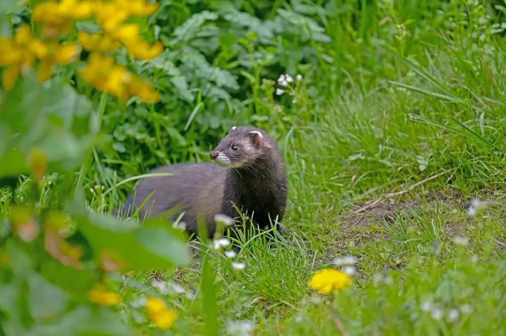 Martens