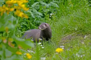 Martens