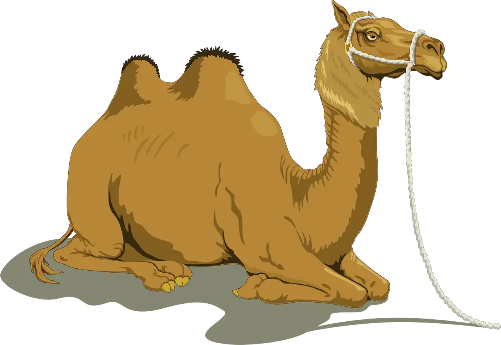 Annie Camel Merch