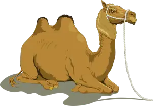 Annie Camel Merch