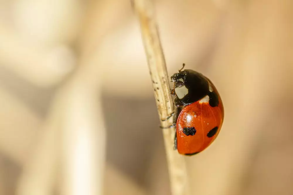 Coccinelle