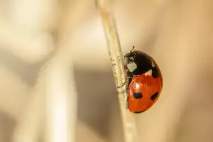 Coccinelle
